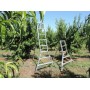 AIM Aluminium Orchard Ladder 8ft 2.4m image